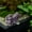 Purple, variant on Byujiro Cute Resin Frog Figurine Garden Decor Outdoor Yard Patio Decorative Frog Ornament Fish Tank Aquarium Accent for Planters, Ponds, Lawn & Home Garden Art Decoration