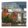thumbnail image 6 of JTAOT Wood Perch Stick Natural Stand Parrot Perch Paw Beak Grinding Stick for Parrot Parakeet Cockatiel Conure Lovebird Budgie (11.79inch/30cm), 6 of 7