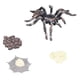 thumbnail image 1 of Juguete de Estatuilla de Crecimiento de Araña Conjunto de Modelo de Ciclo de Vida de Crecimiento de Araña Adornos de Figuras de Animales de Simulación para la Colección de ANGGREK Otros, 1 of 8