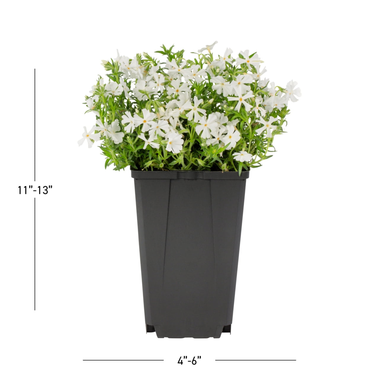 Expert Gardener 1.5PT White Phlox Subulata Live Perennial Plant Sun 5-Pack