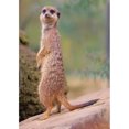 thumbnail image 1 of Diamond Drill Wildlife Cat Badger 5D DIY Kits de pintura Full Round Wall Art Decor Hugtrwg Para estrenar, 1 of 9