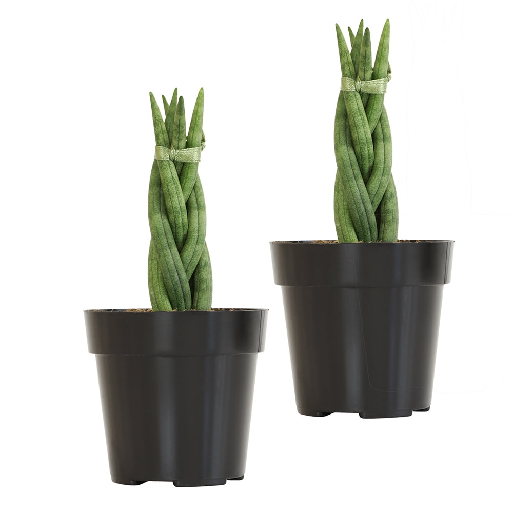 Altman Plants 2.5' Sansevieria Cylindrica Braid Live Plants (2 Pack) with Grower Pot