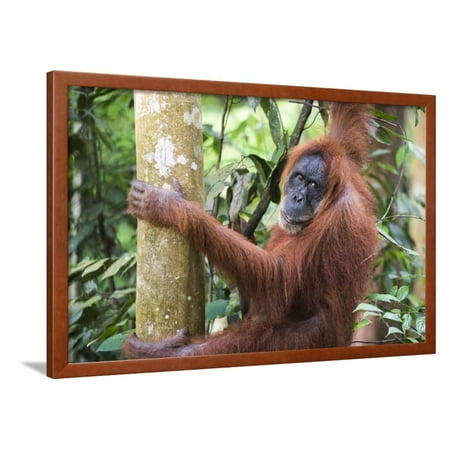 Female Orangutan (Pongo Abelii) in the Jungle Near Bukit Lawang, Gunung Leuser National Park Framed Print Wall Art By Matthew (Lawang Oil Best Price)