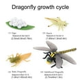 thumbnail image 3 of ZheElen 1 Set Life Cycle Models Household Lifecycle Model Educational Display Prop Simulation Education Props Animal Toy for Children Dragonfly, 3 of 8