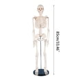 thumbnail image 4 of Milue Anatomical Human Skeleton Model 1/2 Life Size for Hospital Medical Lecture Use, 4 of 10