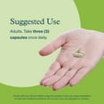 thumbnail image 6 of Youtheory Mushroom Stress Complex, Organic Full-Spectrum Mushrrom with L-Theanine, Help Reduce Stress and Promotes Mental Calmness, 60 Vegetarian Capsules, 6 of 7