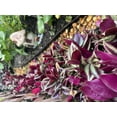 thumbnail image 4 of 4 Rare Wandering Jew Burgundy - Purple Plant Cuttings fast shipping, 4 of 12