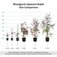 thumbnail image 5 of Brighter Blooms - Bloodgood Japanese Maple Tree, 1-2 ft. - No Shipping to AK, AZ, HI, 5 of 6