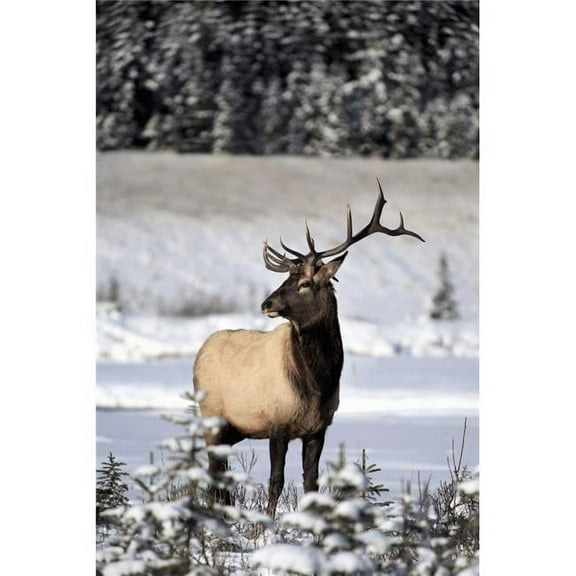 Elk ; Bull Elk During Winter Poster Print