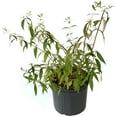 thumbnail image 2 of National Plant Network 3 gal Buddleia Bicolor Live Shrub with Full Sunlight, 2 of 8