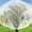 Clear, variant on Plants Freeze Protection Bag 94x82 Inch Reusable Winter Plants Cover for Shrubs Small Trees Rose Bushes - Transparent Anti Frost Plants Protector for Snow Cold Weather Garden Outdoor Use