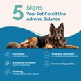 thumbnail image 2 of Remedio herbal PranaPets Adrenal Balance para perros con Cushing, 2 of 8