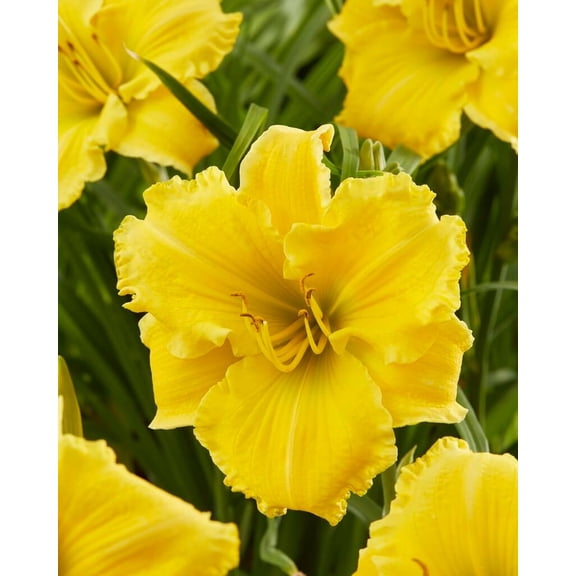 5 Yellow Daylily Roots for Planting - Grow Beautiful Perennial Daylilys