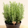 thumbnail image 5 of Bamboo Sticks For Garden Plants 50 Pcs, 5 of 5