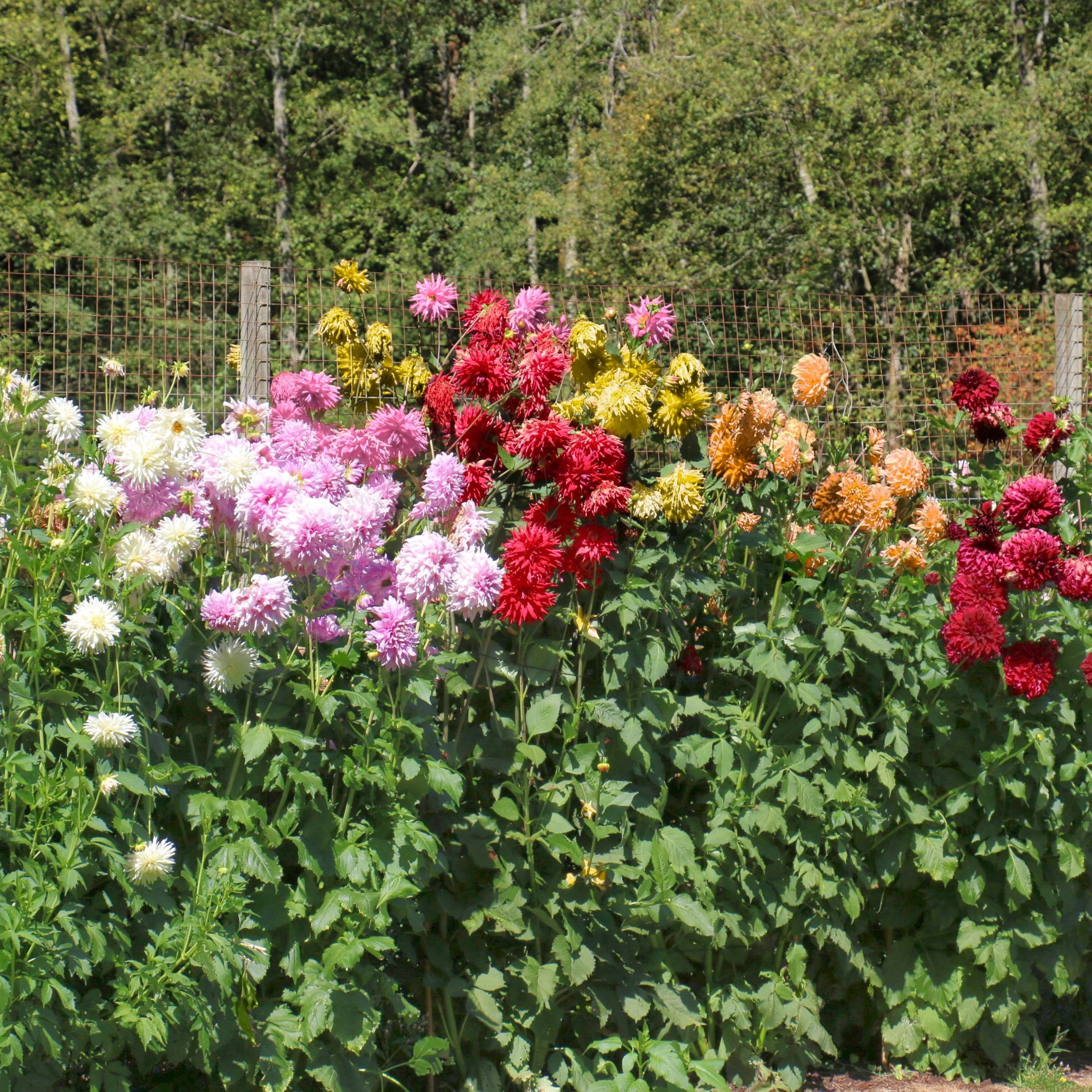 National Plant Network Dahlia Decorative Mixed Bulbs (10-Pack)