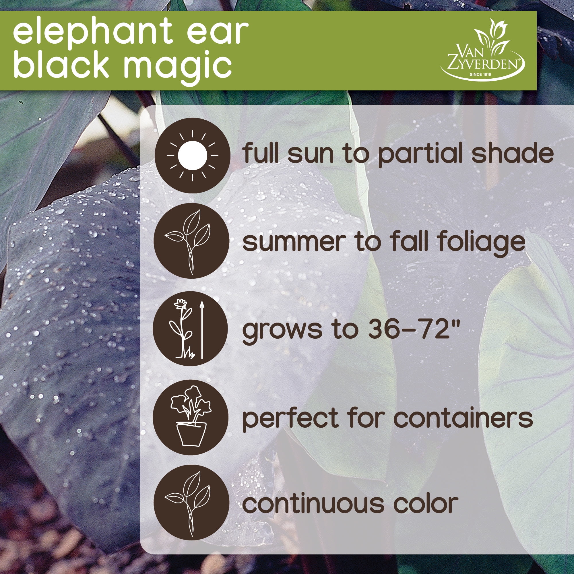 Expert Gardener Elephant Ear Black Magic Dormant Bulbs Set of 2 for Partial Sun