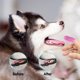 thumbnail image 3 of Kit de cepillo de dientes para perros Cepillo de dientes para perros Cepillo de dientes para perros Cuidado de la limpieza dental Cepillo de dientes para mascotas, 3 of 3
