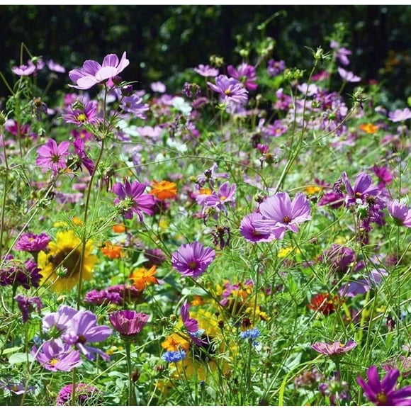 HJADGG Hummingbird Wildflower Mix 100 Seeds 15 Different Annuals & Perennials , Seed