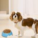 thumbnail image 3 of Cuenco para perros con alimentador lento, cuenco para comer lento antideglución, cuenco para agua y comida, comedero lento para comedores rápidos, cuenco para mascotas con reducción de deslizamiento, 3 of 5