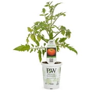 Proven Winners Vegetable QT Tomato Live Plants