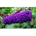 thumbnail image 4 of 50 Dark PURPLE BUTTERFLY BUSH Buddleia Davidii Hummingbird Shrub Fragrant Flower Seeds, 4 of 8
