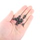 thumbnail image 5 of Moluckfu 1Pqt Negras Para Joyería Con Textura Única Y Resistente, 5 of 6