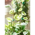 thumbnail image 5 of Visland Plant Ties Garden Tape Reusable Nylon Plant Tie Strap,Tomato Plant Support,Tree Ties and Plant Supports for Effective Growing, 5 of 8