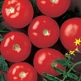 thumbnail image 2 of Mountain Fresh Plus Tomato Seeds, 1,000 Seeds, F1 Hybrid Non-GMO, 2 of 2
