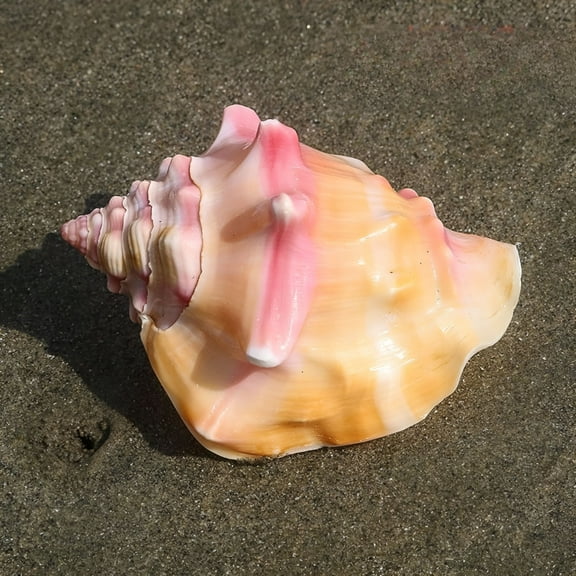 ACDANC Pink Conch Shell Large 9 to 10cm Natural Sea Shell Aquarium Decor Coastal Ornament Handmade Gift Display