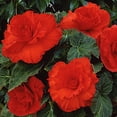 thumbnail image 2 of Easy to Grow Begonia Giant Ruffled Red 3 Tubers, Blooms Summer to Fall Partial Shade, 2 of 2