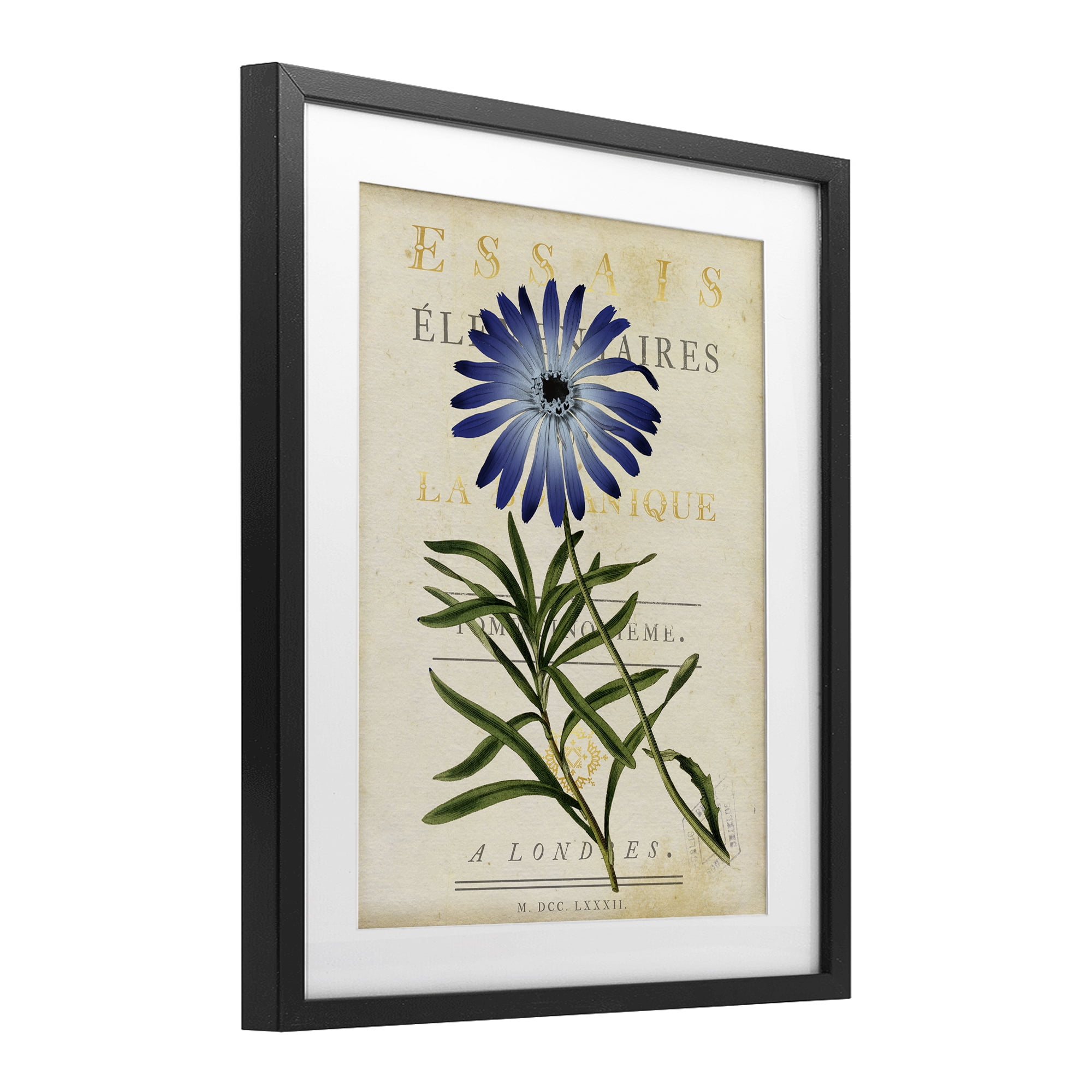 Stupell Industries Natural Botany Daisy Black Framed Print Under Glass, design by Susan Arnot