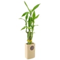 thumbnail image 2 of Arcadia Garden Products Live 5-Stem Lucky Bamboo in 2.5" Contour II, Tan, 2 of 5