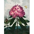 thumbnail image 2 of Thornton, Robert John 15x18 Black Ornate Wood Framed with Double Matting Museum Art Print Titled - The Pontic Rhododendron from The Temple of Flora, 2 of 4