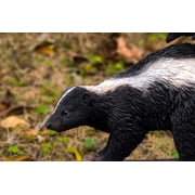Hi-Line Gift Ltd. Walking Skunk Statue, Black and White