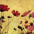 thumbnail image 2 of Anonymous 26x26 Gold Ornate Wood Framed with Double Matting Museum Art Print Titled - Country Poppies, 2 of 4