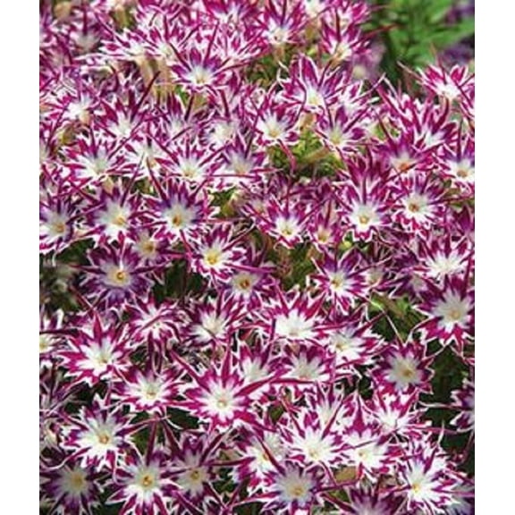 50 Bright Purple Phlox Seeds