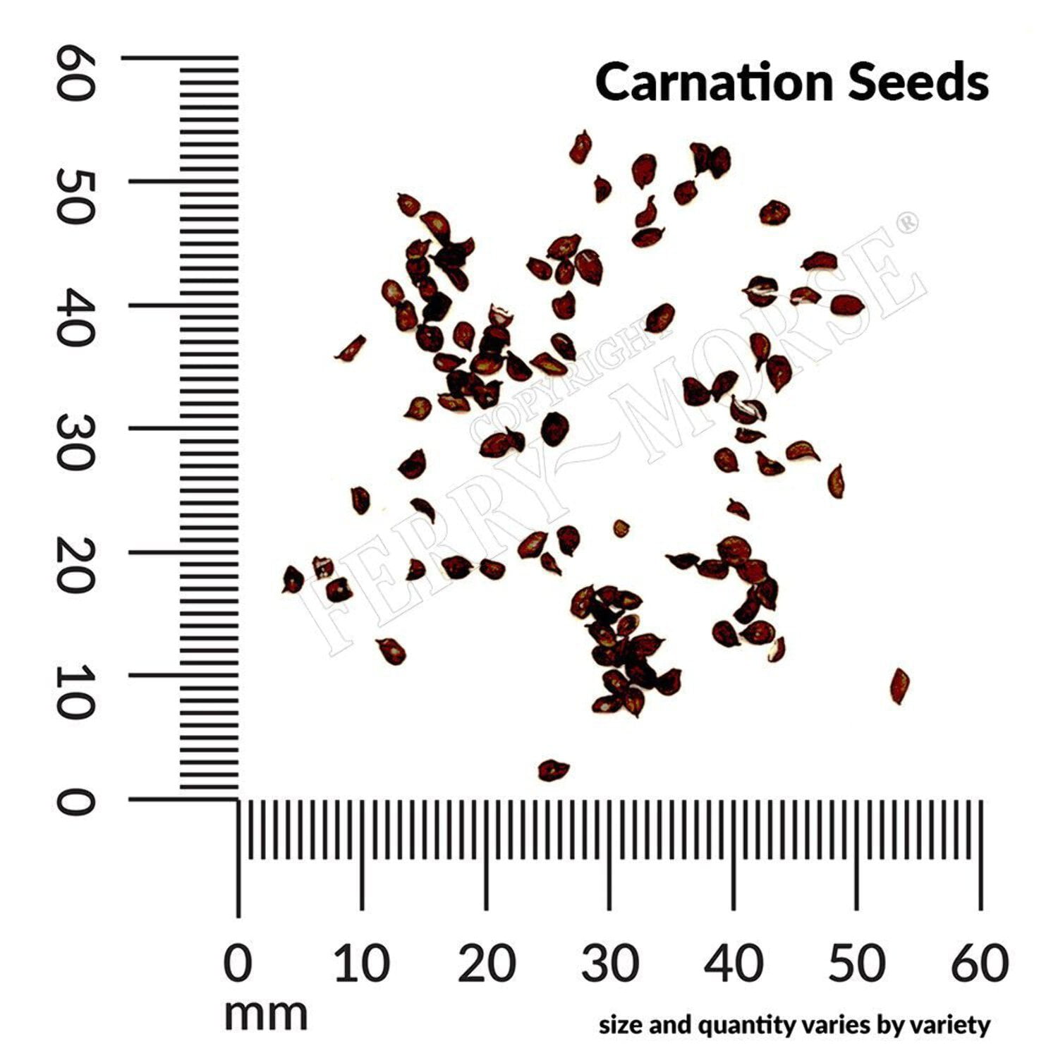 Ferry-Morse Online Edition Carnation Chabaud Giant Mix Colors Seeds-10 Pack