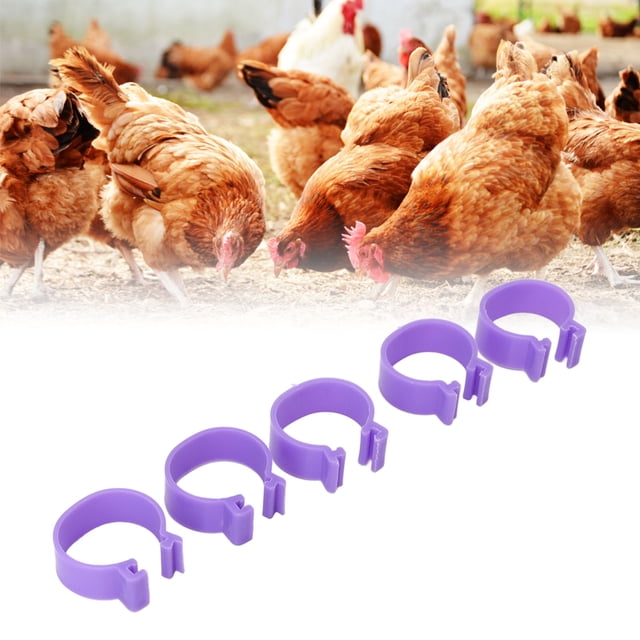 Pato Pollo Pie Anillo Aves Patas Anillos Clip Herramientas Agrícolas Para Pollo Pato Ganso Gallina