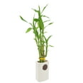 thumbnail image 2 of Arcadia Garden Products Live 5-Stem Lucky Bamboo in 2.5" Contour II, White, 2 of 5