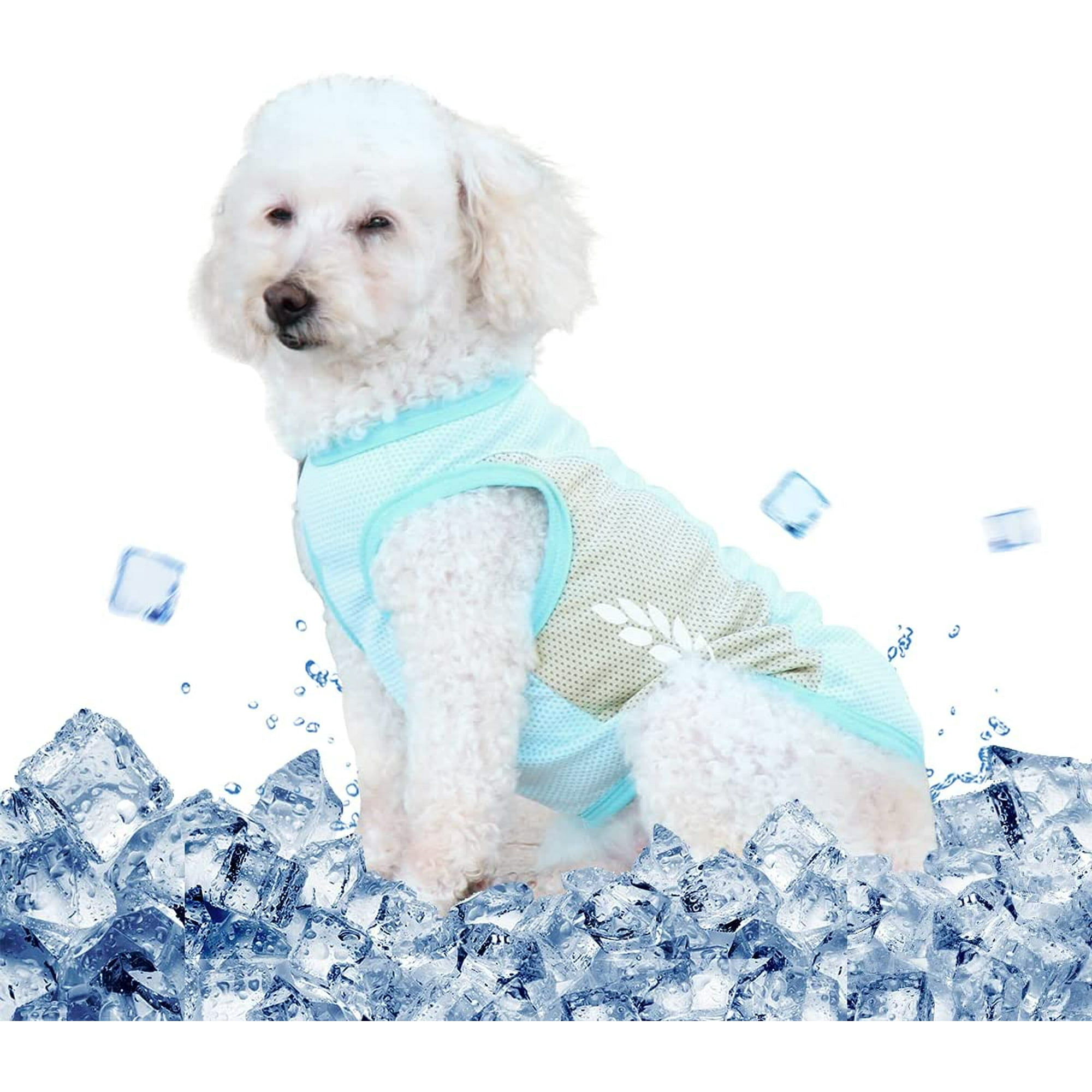 How To Keep Small Dogs Cool In Summer