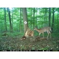 thumbnail image 4 of Blaze Mineral 20 lbs By Rack Stacker, 4 of 8
