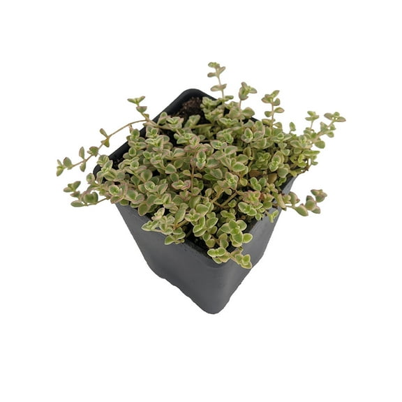 Mini Kitty Jade - Crassula - 2.5" Pot - Terrarium/Fairy Garden