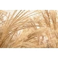 thumbnail image 1 of Blowing Grass II Poster Print by Dana Styber (12 x 18), 1 of 1