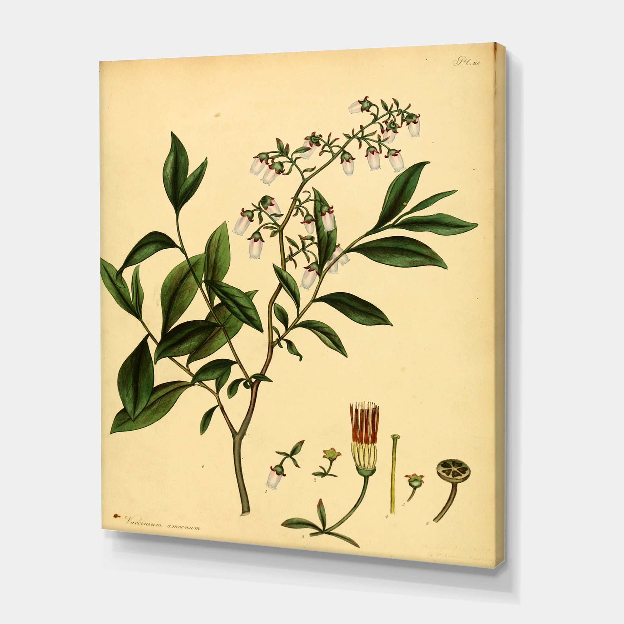 Designart ' Ancient Plant Life V ' Traditional Canvas Wall Art Print