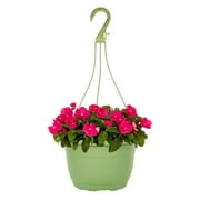 Expert Gardener 1.5G Pink Trailing Vinca Live Plants with Hanging Basket