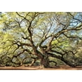 thumbnail image 2 of Head, Danny 32x24 White Modern Wood Framed Museum Art Print Titled - Angel Oak, 2 of 4
