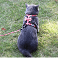 thumbnail image 1 of Poitrine de Chat en Forme de I, Corde à Tirer, Corde de Chat à Chaîne (M), 1 of 3