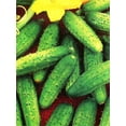 thumbnail image 3 of GL s Cucumber Bush Early Heirloom Non GMO, 3 of 5