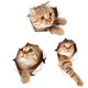 thumbnail image 4 of Wdftyju Calcomanías removibles autoadhesivas impermeables de la etiqueta engomada de la pared del PVC del animal del gato 3D (A Wdftyju 2mc4du2ep0mj7ud9D01, 4 of 9