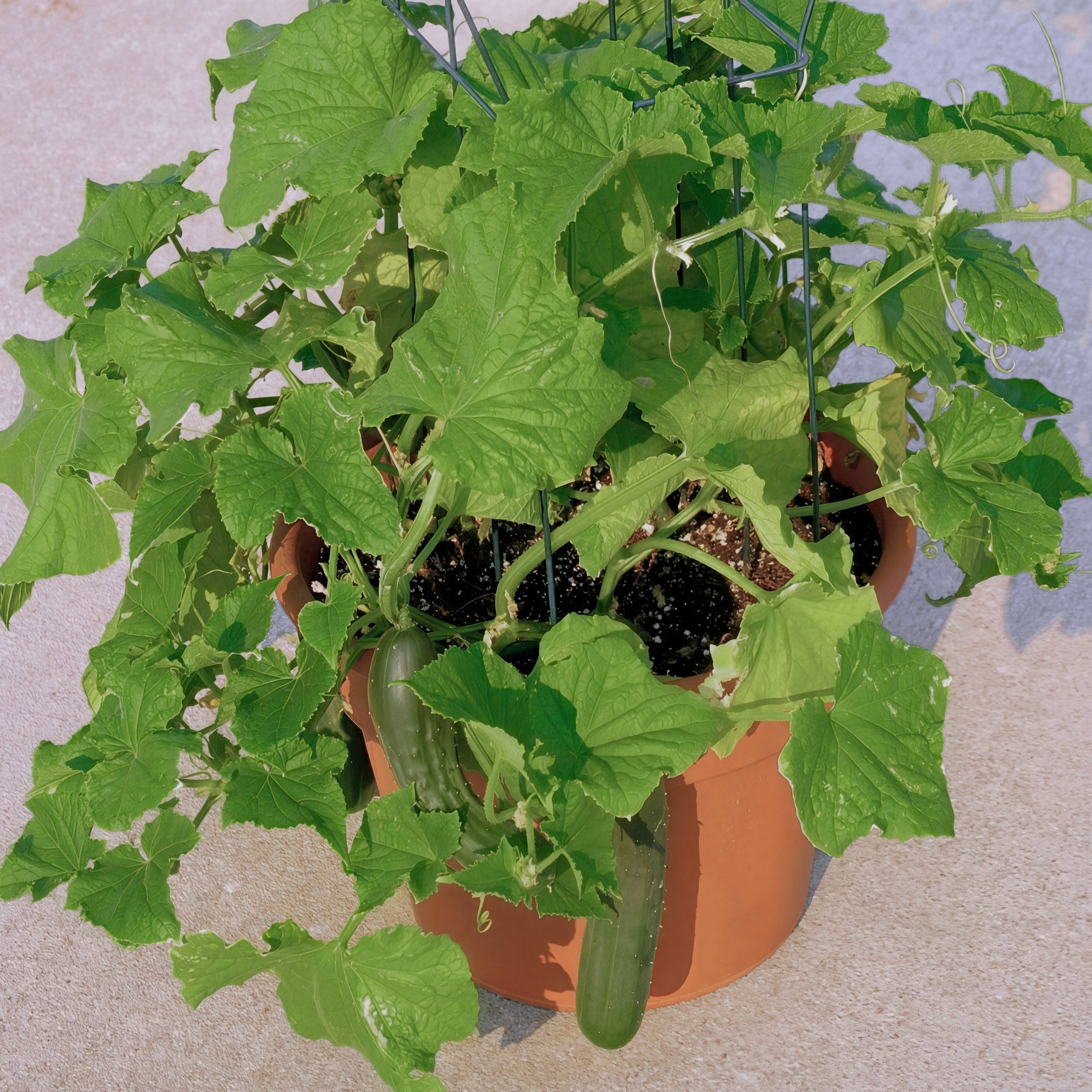 2.5 in. Live Vegetables Saladmore Cucumber Plant (3-Pack)